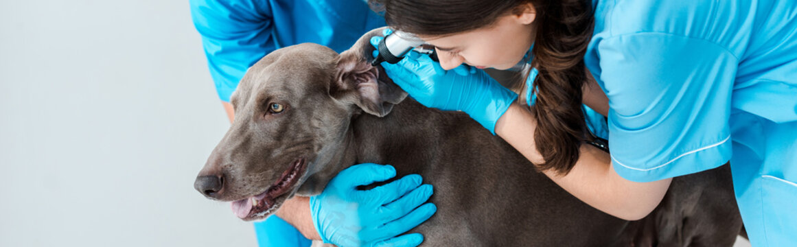 Cropped View Of Veterinarian Assisting Colleague Examining Ear Of Weimaraner Dog With Stethoscope, Panoramic Shot