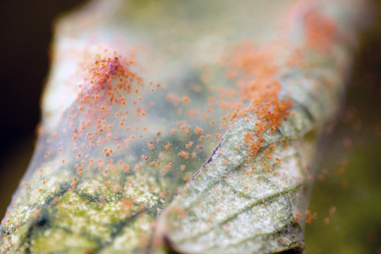 Close-up of a mass of Red spider mites (Tetranychus urticae) on a Tomato Leaf