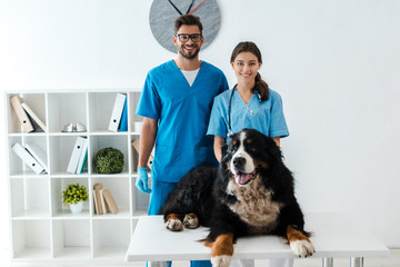two smiling veterinarians looking at camera while standing near bernese mountain dog lying on table