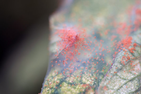 Close-up of a mass of Red spider mites (Tetranychus urticae) on a Tomato Leaf