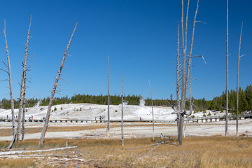 A view of Norris geyser basin in Yellowstone Nationap Park with dead trees in the foreground