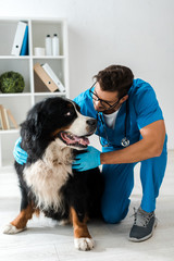 attentive veterinarian examining adorable bernese mountain dog