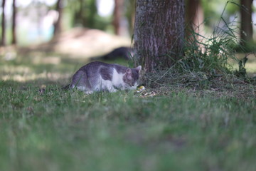 squirrel in tree