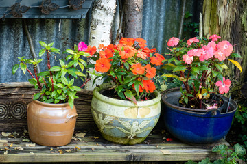 Fototapeta na wymiar Terracotta earthen flower pots with busy Lissie