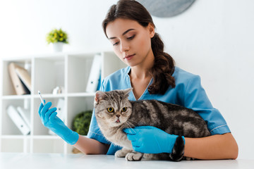 attentive veterinarian holding syringe near tabby scottich straight cat
