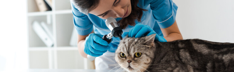 Naklejka na ściany i meble panoramic shot of concentrated veterinarian examining ears of tabby scottish straight cat with otoscope