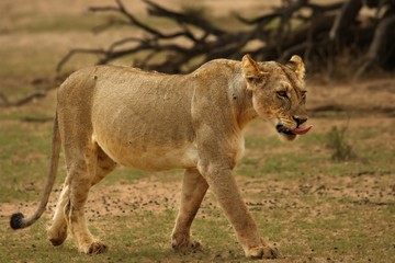 Fototapeta na wymiar The lioness (Panthera leo) in Kalahari desert.