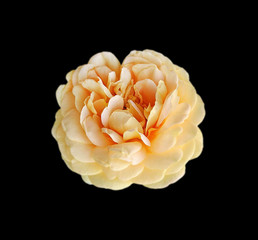 Beautiful tea rose isolated on a black background
