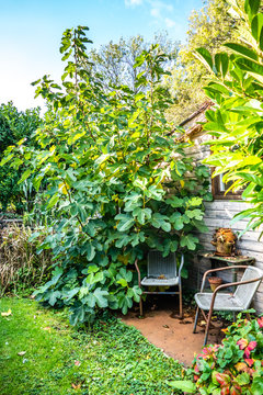 Garden view with sitting corner near the fig tree