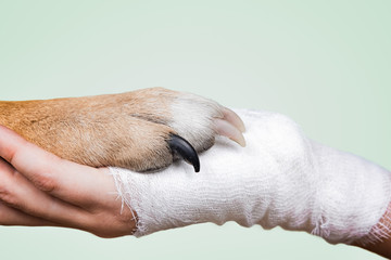 Helping hand of a pet and human. Wounded human hand in bandage holding dog's paw.