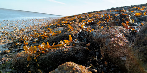 Steiniger Strand mit Algen