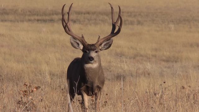 Mule Deer Buck in Fall in Colorado