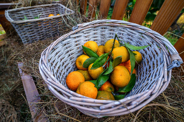 Basket with fresh ripe juicy homemade orange mandarins