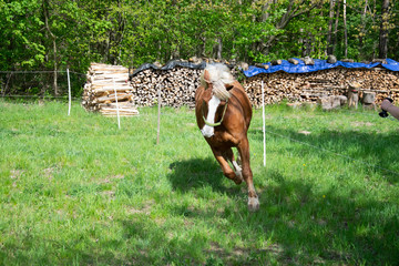 horse and foal