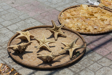dried starfish laid out on a plate in the sun