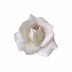 Fototapeta na wymiar White rose isolated on a white background