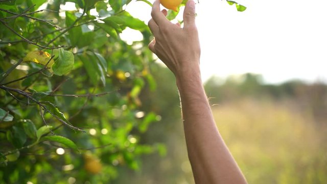 Farmer picking lemon fruits from lemon trees agricultural orchard in the Mediterranean