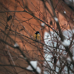 Colorful great tit perched on a tree trunk.