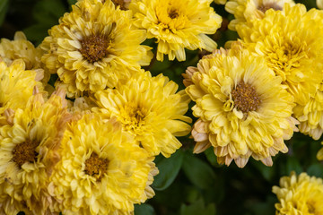 bouquet of flowers yellow