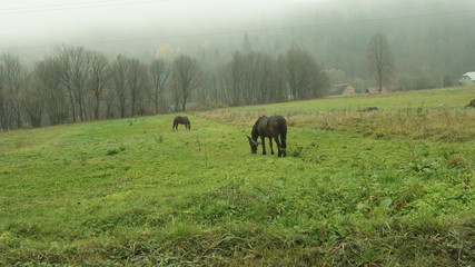 horses in a meadow