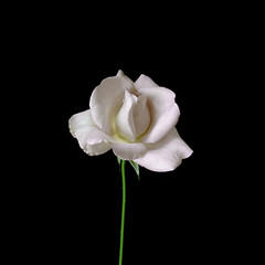 Beautiful white rose isolated on a black background