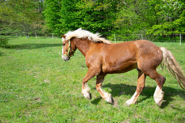 horse on meadow