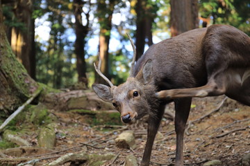 Nara Park in Nara Prefecture, Japan and the scenery of deer living in the park