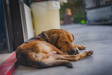 A dog waiting on sidewalk .	
