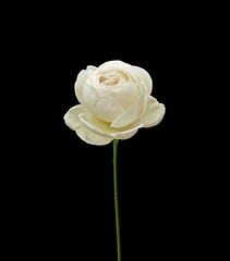 Beautiful white rose isolated on a black background