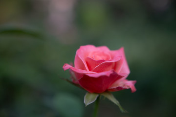 pink rose