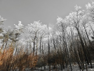 Winter trees with iced limbs