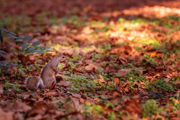 squirrel in autumn landscape