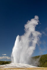 Fototapeta na wymiar View of Old Faithfull erupting and spewing water and steam into the air in Yellowstone National Park