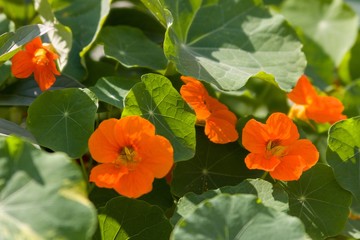 The large Nasturtium (Tropáeolum május), also the large Capuchin is an annual herbaceous plant, a species of the genus Tropaeolum of the family Tropaeolaceae. Type species of this genus. - obrazy, fototapety, plakaty