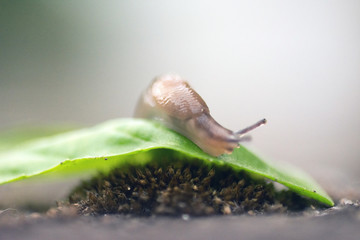 Snail Without shell on a leaf
