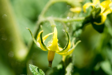 Detail of Tomato Plant Flower in Spring