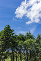 Obraz premium 高原の風景