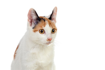 Fototapeta premium White cat with beautiful brown eyes