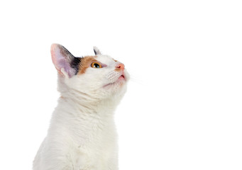 White cat with beautiful brown eyes