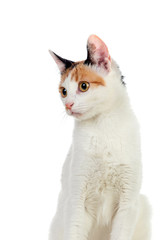Obraz premium White cat with beautiful brown eyes