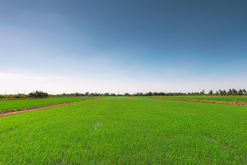 Large rice field and the clear blue sky