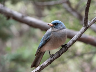 A Mexican Jay in the Southwest Desert