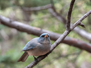 A Mexican Jay in the Southwest Desert