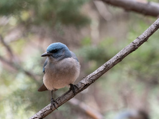 A Mexican Jay in the Southwest Desert