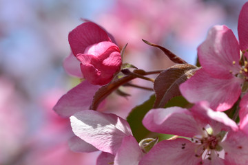 Obraz premium Tender pink flowering branches of spring apple tree on a background of the sky close-up