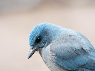 A Mexican Jay in the Southwest Desert
