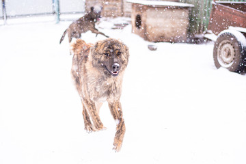 Brown Asian shepherd in winter day during snow