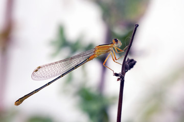 Close-Up Of Dragonfly On a Twig