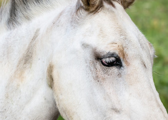 Stunning Closeup, The Beautiful Eye and Eyelash Details of White Horse 