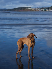 Brown dog on wet ocean beach on Washington State coast